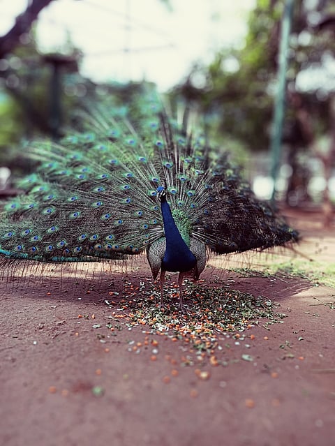 Peacock at VOC Park And Zoo