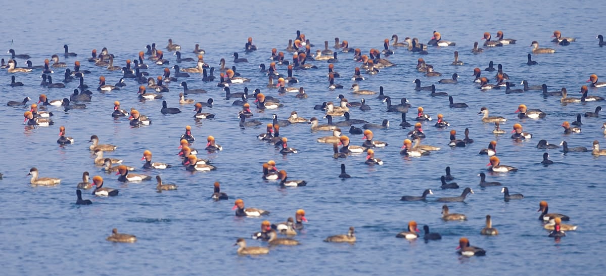 Haiderpur Wetland To Host Birdwatching Festival