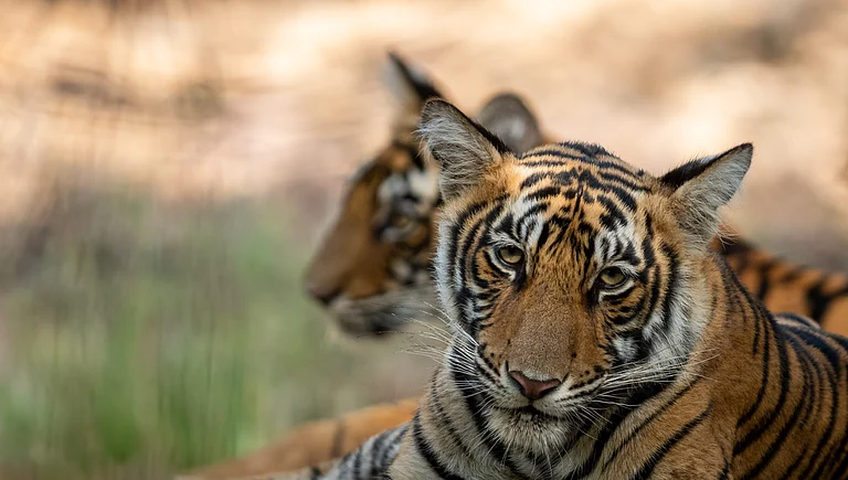 Taking a break under the shade of trees at Sariska Tiger Reserve - Shutterstock