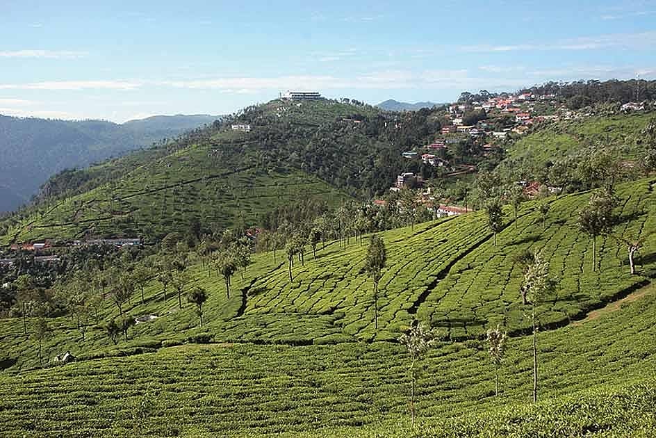 The tea estates surrounding Coonoor town
