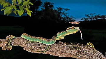 Photo: Shutterstock : A Malabar pit viper on a mossy perch at Amboli, Maharashtra