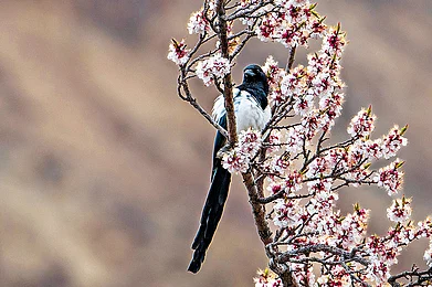 Avijit Sharma : A black-billed magpie perched on an apricot tree