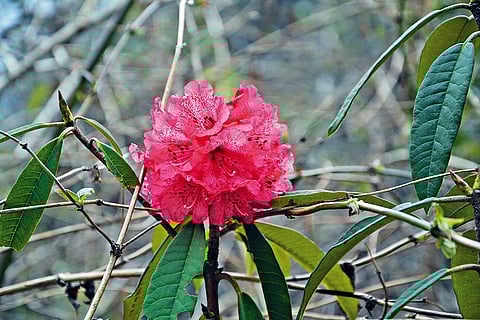 A Rhododendron arboreum in full bloom
