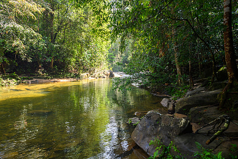 River at Sinharaja Forest Reserve