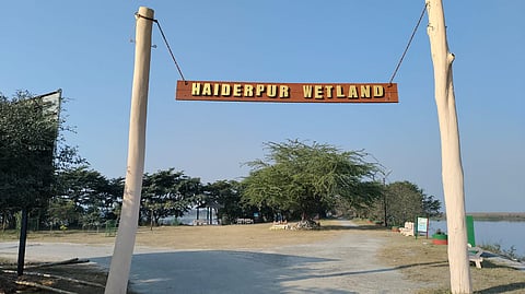 Haiderpur Wetland To Host Birdwatching Festival