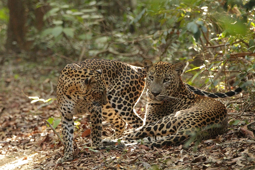 Leopards at Wilpattu National Park