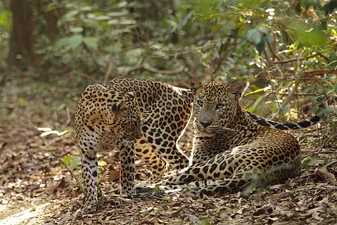 Leopards at Wilpattu National Park