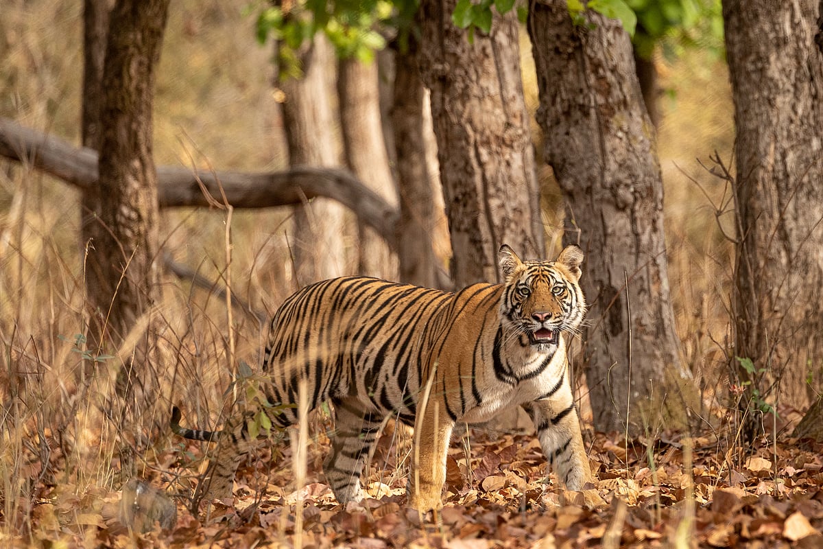 The call of the wild awaits at Bandhavgarh National Park