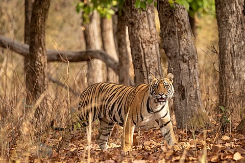  The call of the wild awaits at Bandhavgarh National Park
