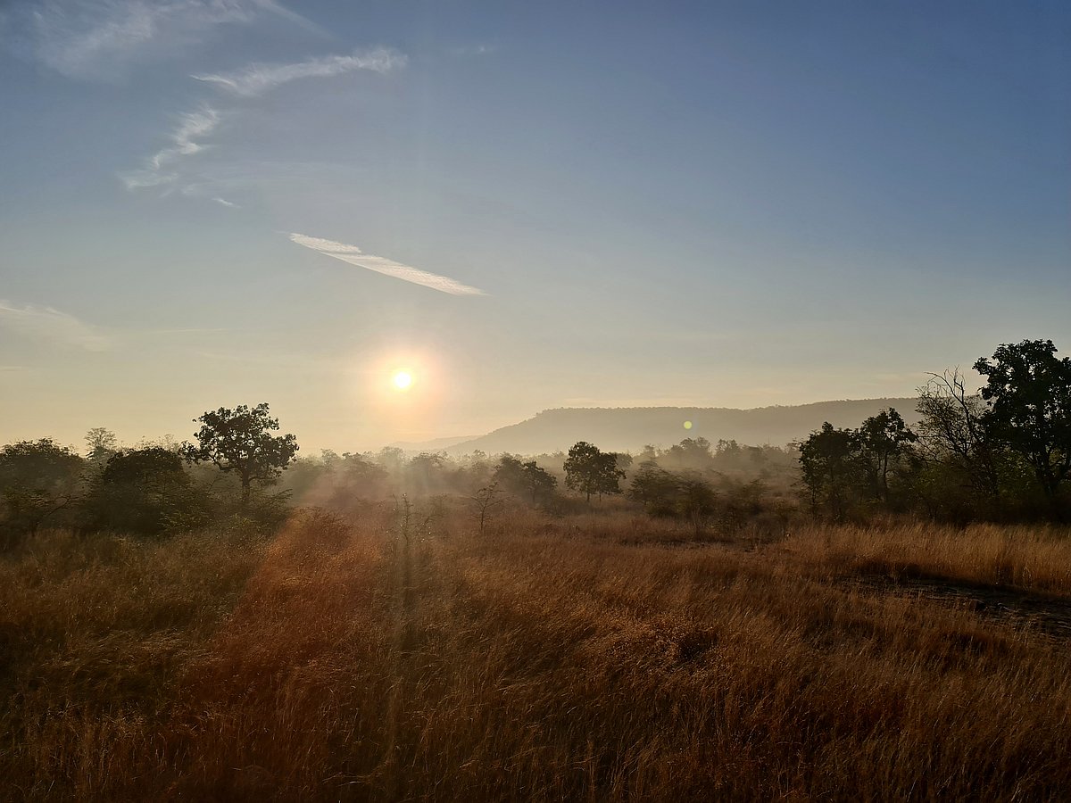 Grasslands on the Panna plateau is a haven for chinkaras and other herbivores