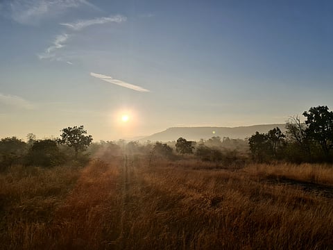 Grasslands on the Panna plateau is a haven for chinkaras and other herbivores
