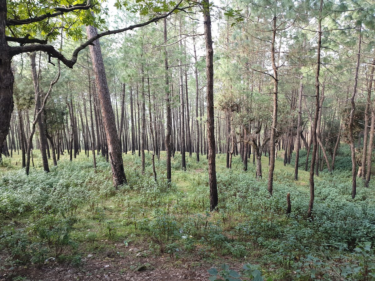 The tranquil green meadows surrounded by soaring pine and leafy oak forests