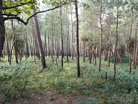 The tranquil green meadows surrounded by soaring pine and leafy oak forests