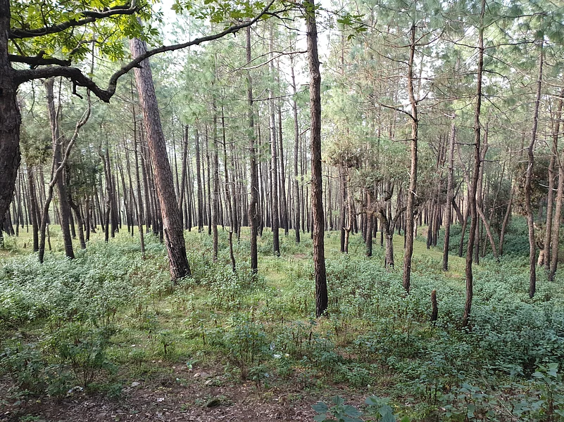 The tranquil green meadows surrounded by soaring pine and leafy oak forests