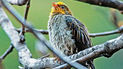 Yellow-rumped honeyguide