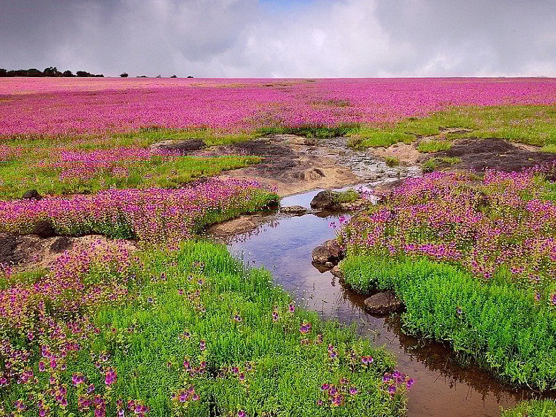 Kaas Plateau is a UNESCO World Natural Heritage Site