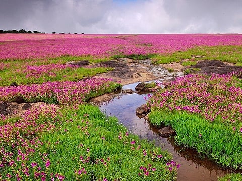 Kaas Plateau is a UNESCO World Natural Heritage Site