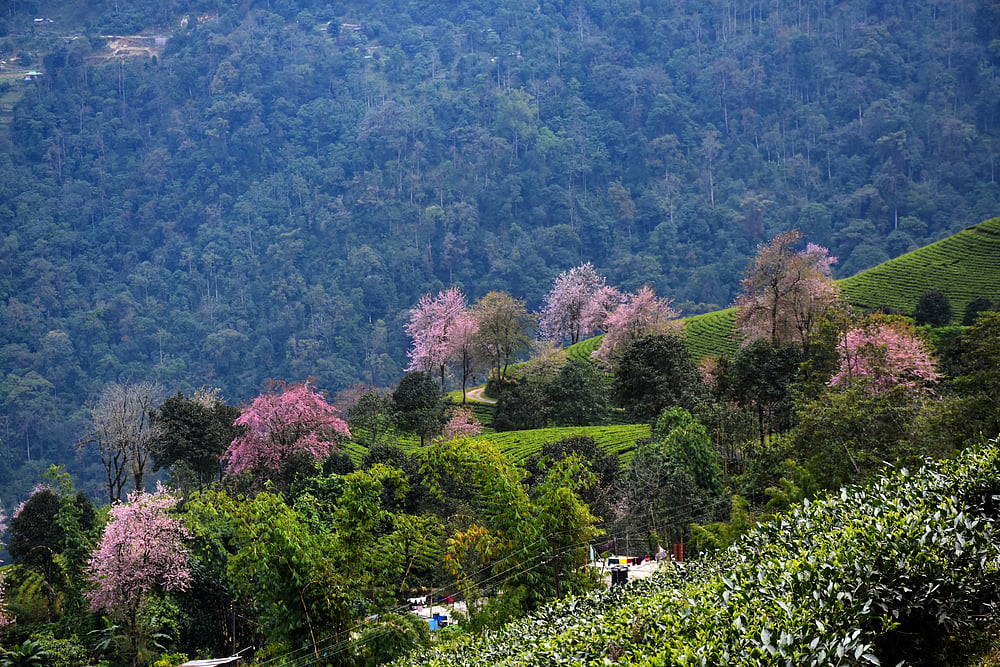 Temi Tea Estate is one of the most charming tea gardens with cherry blossom trees