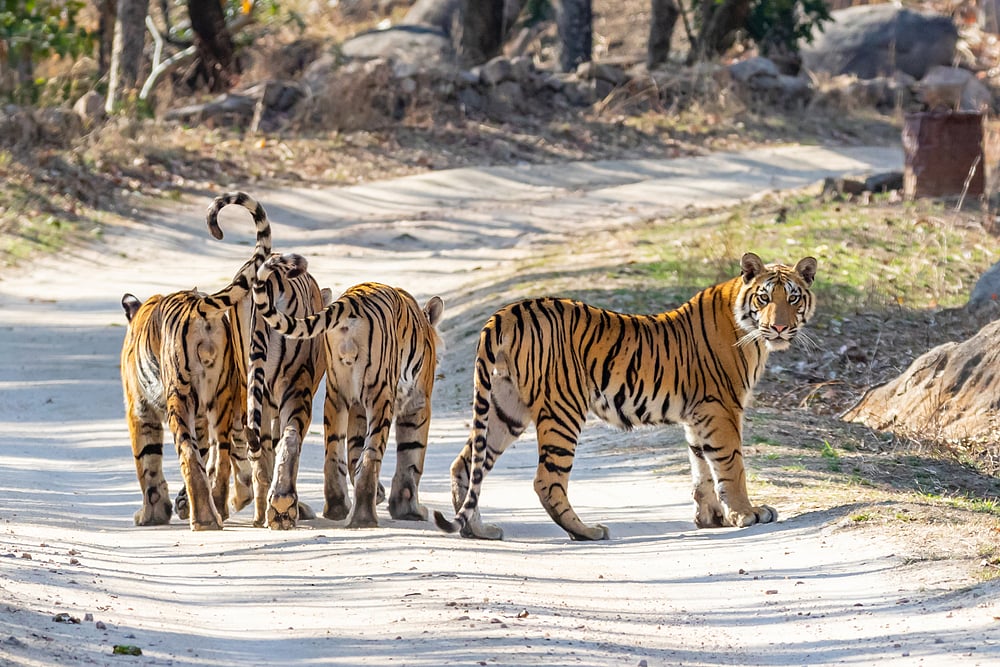 Bengal Tigers at Pench