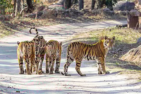 Bengal Tigers at Pench