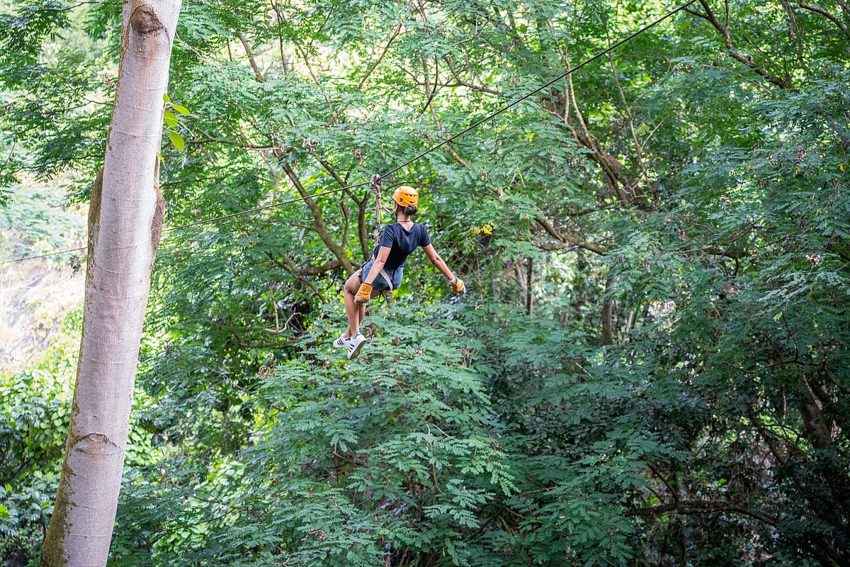 Soar through the forest canopy on ziplines