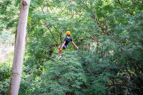 Soar through the forest canopy on ziplines