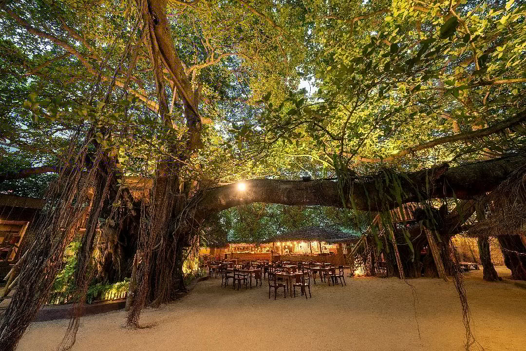 200 year-old tree at Nuga Gama