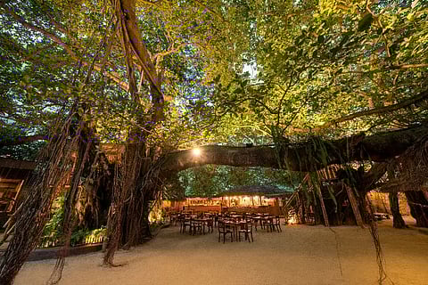 200 year-old tree at Nuga Gama