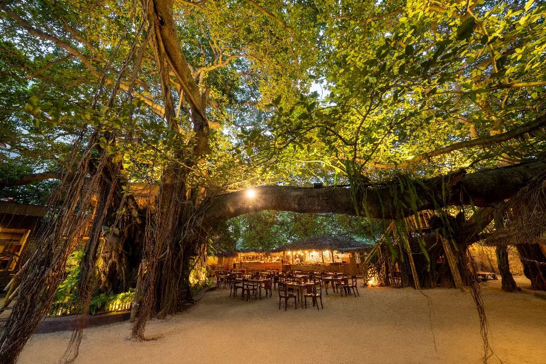 200 year-old tree at Nuga Gama