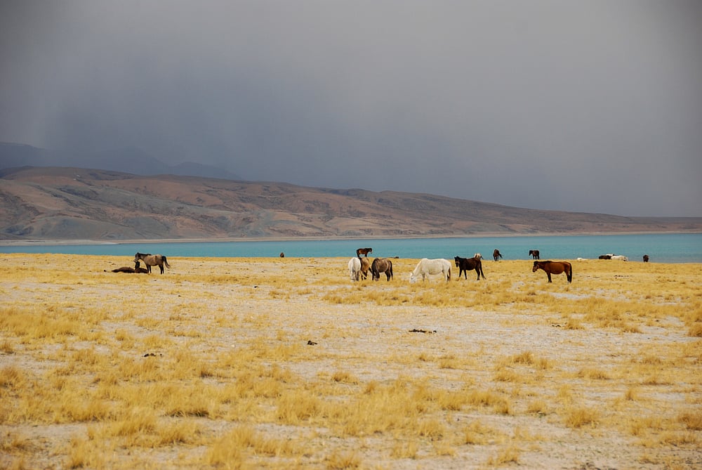 Wild horses graze near the lake with a view of Mt Kailash 