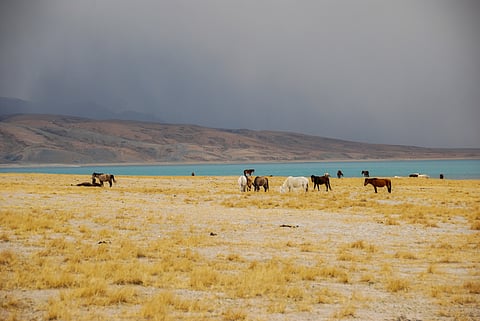 Wild horses graze near the lake with a view of Mt Kailash