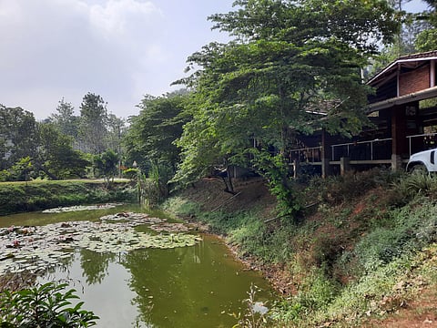 Vegetation beside Devaya's Riverside Cafe