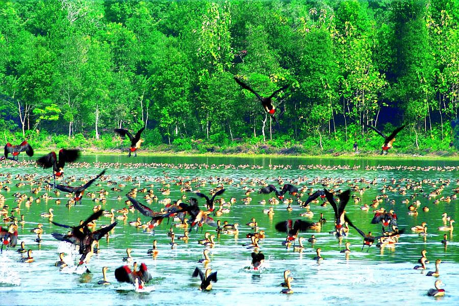 Tripura Tourism : Migratory birds at the Sepahijala Widlife Sanctuary