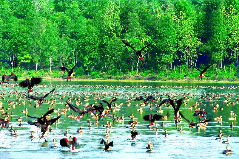 Migratory birds at the Sepahijala Widlife Sanctuary