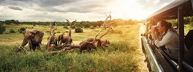 Shuttterstock : To enhance your chances of viewing wildlife, you may need to take many game drives at different times of the day