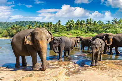 Shutterstock : A herd of elephants at Udawalawe National Park, Sri Lanka