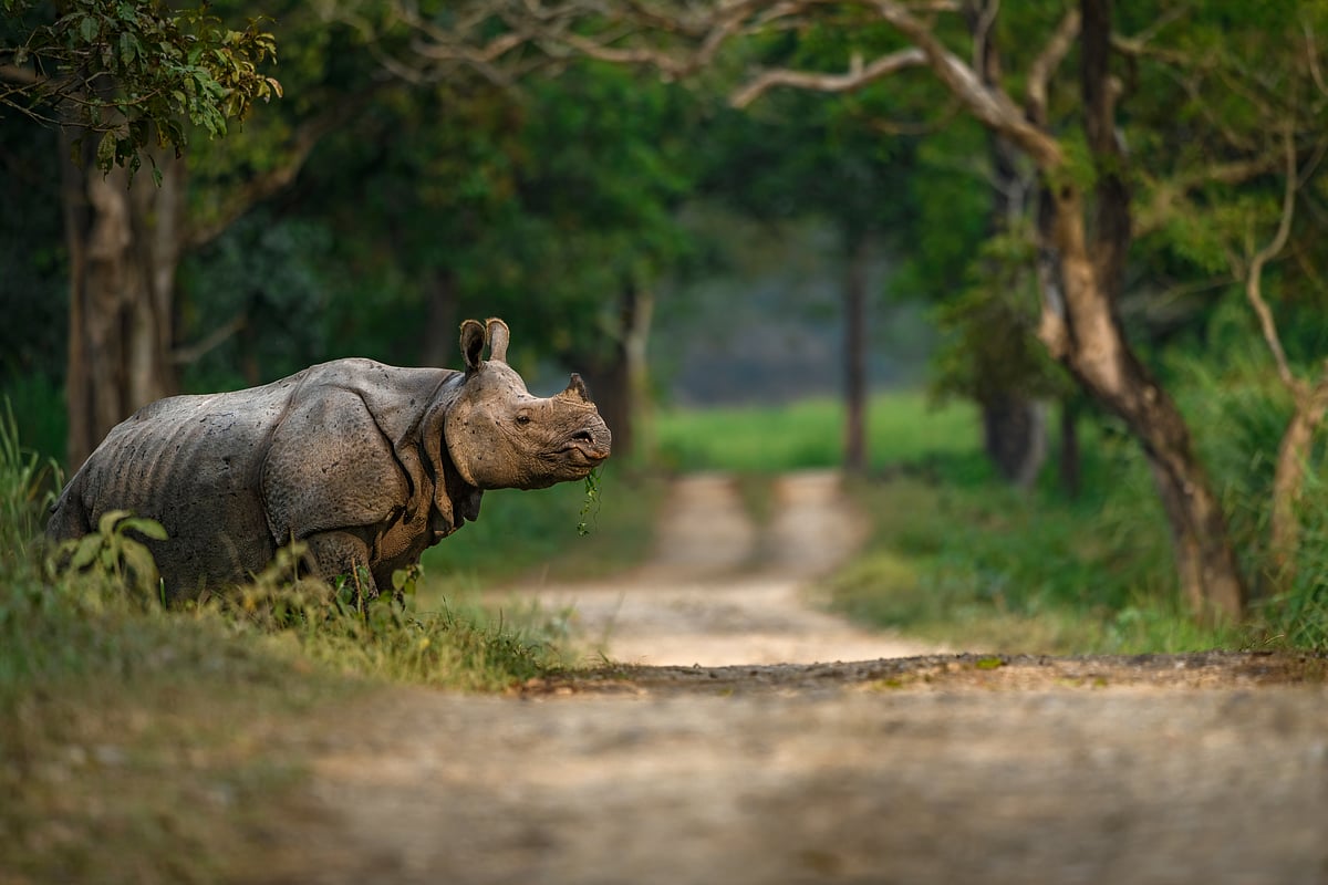Shutterstock : Rhinos have returned to Assams Laokhowa-Burachapori Sanctuaries after four decades