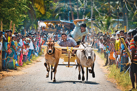 On Mattu Pongal, cows and bulls are adorned with garlands