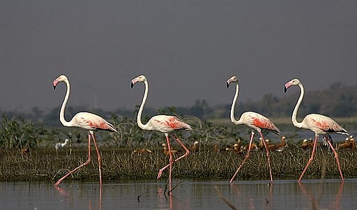 Greater Flamingos at Bhigwan in Maharashtra