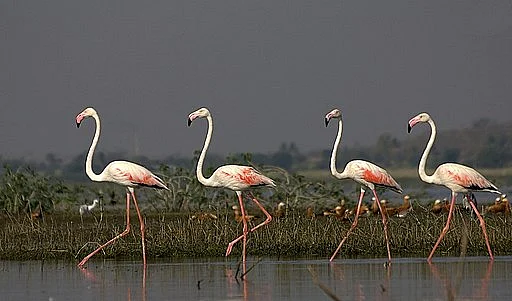 Greater Flamingos at Bhigwan in Maharashtra
