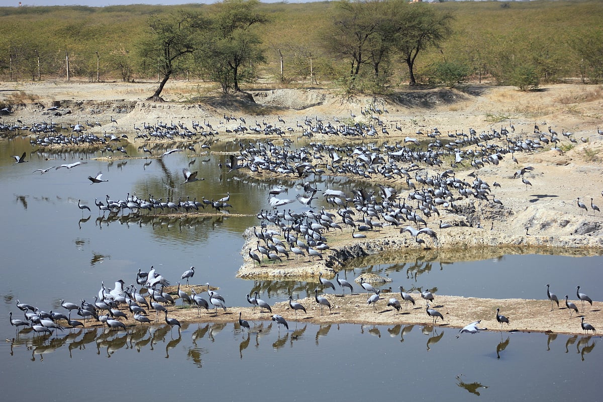 Demoiselle Cranes are migratory birds and can be spotted at Guda Lake