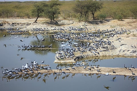 Demoiselle Cranes are migratory birds and can be spotted at Guda Lake