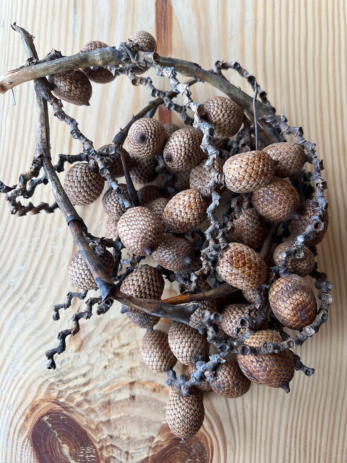 Collected cane fruits