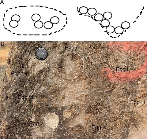 (A) Sketch of the circular clutch type (modified after Moratalla et al. [64]). (B) Field photograph of circular type clutch showing eggs with sediment gaps from clutch P35 from Padlya, M.P.