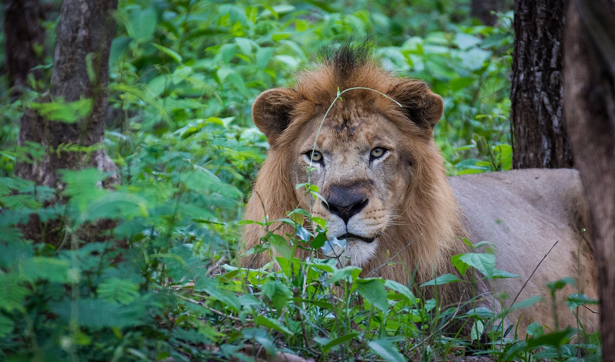 Asiatic Lion at Tyavarekoppa Tiger and Lion Reserve