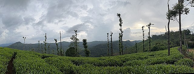 Tea plantations