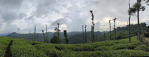 Tea plantations