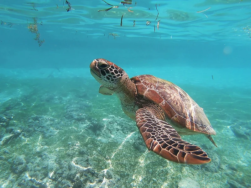 Sea turtle in Cebu