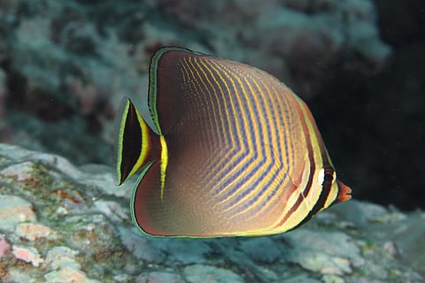 Triangle butterflyfish in Lakshadweep