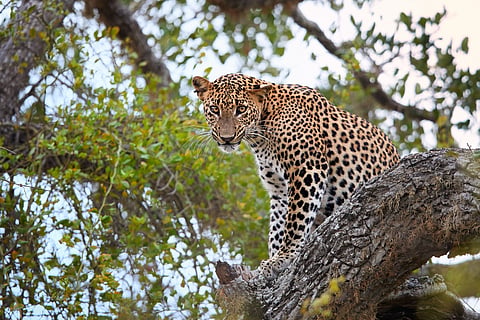 Panthera pardus kotiya at Yala National Park, Sri Lanka